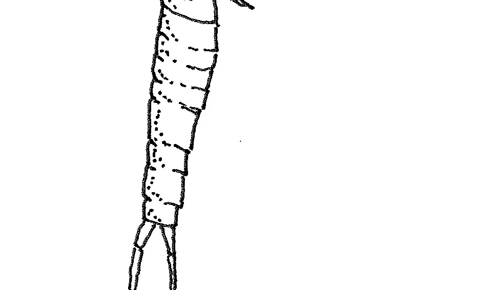 Harpacticoid hoppkräfta (ca 1 mm)