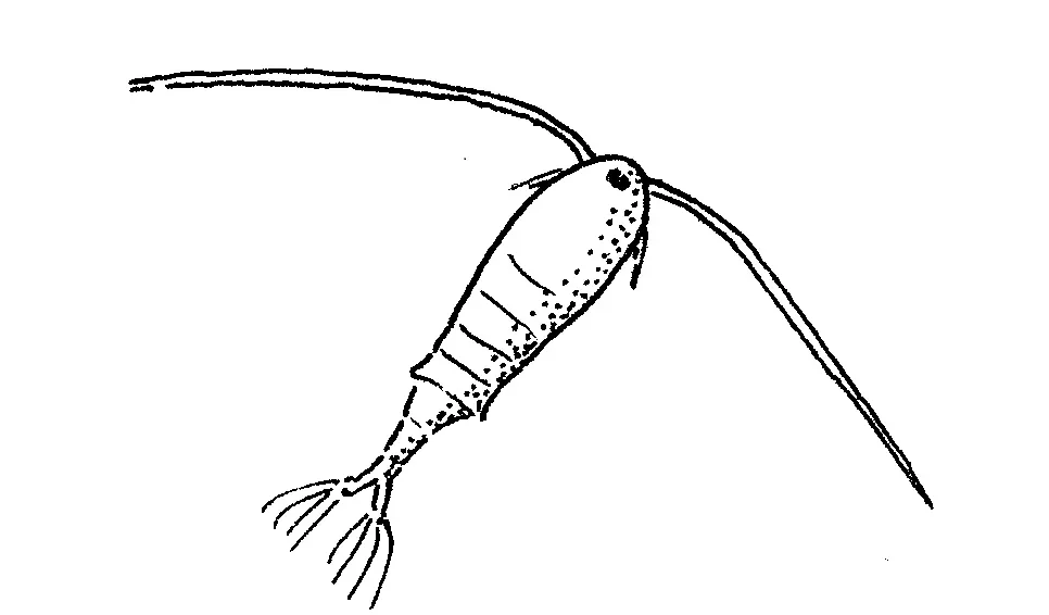 Calanoid hoppkräfta (ca 1,2 mm)