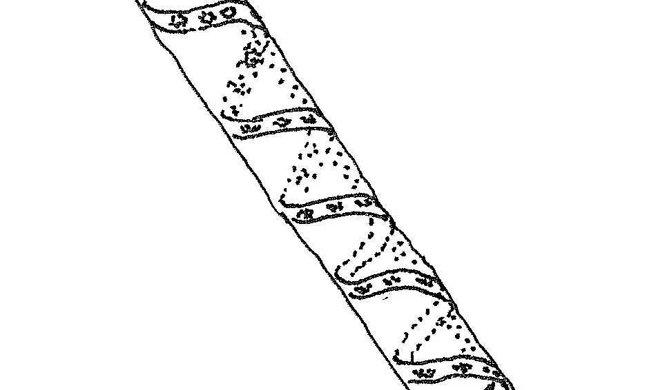 Spirogyra