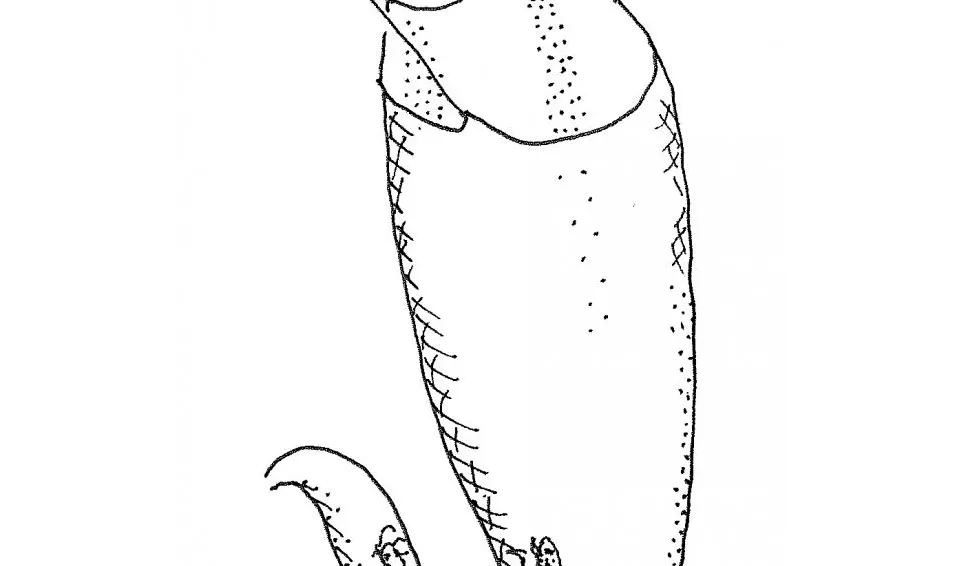 Nattslända nätbyggare