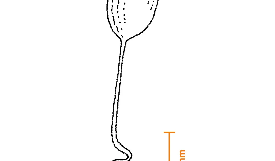 Klockdjur (Vorticella sp.) klockan är ca 0,08 mm) 