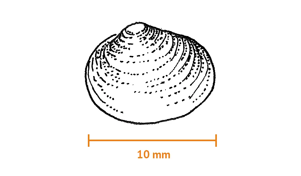 Ärtmussla