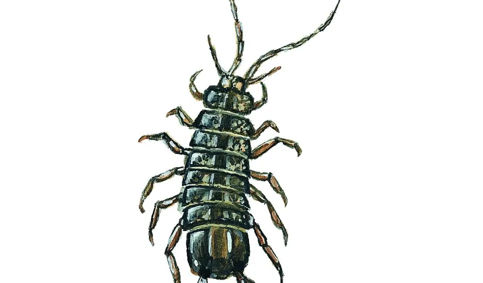 Sötvattensgråsugga (Asellus aquaticus) Små dyr i sø og å. Gyldendal 2016