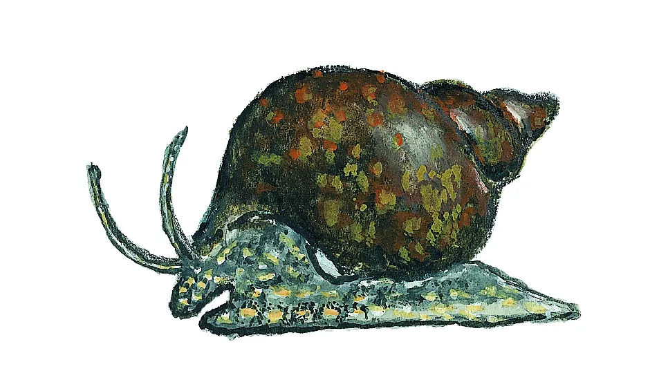 Stor snytesnäcka (Bithynia tentaculata) Små dyr i sø og å. Gyldendal 2016