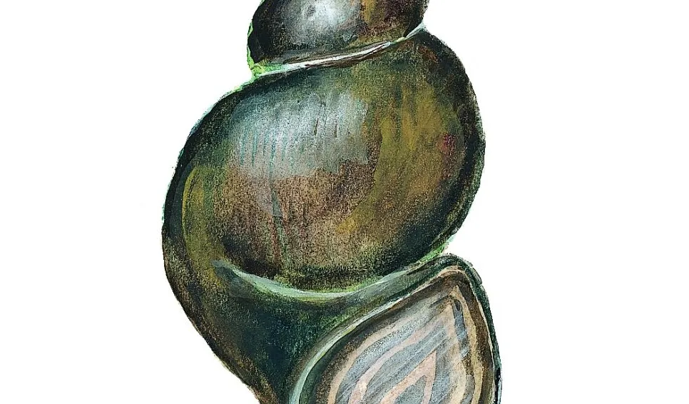 Stor snytesnäcka (Bithynia tentaculata) Små dyr i sø og å. Gyldendal 2016