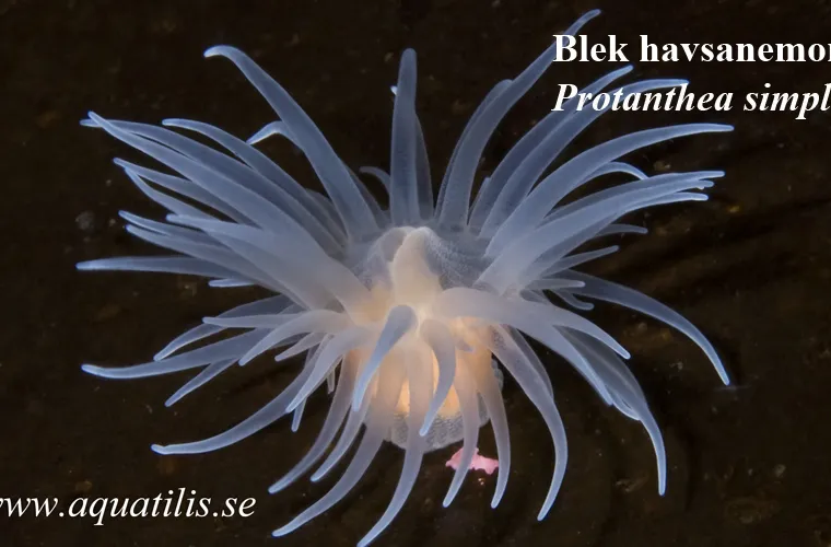 Blek havsanemon