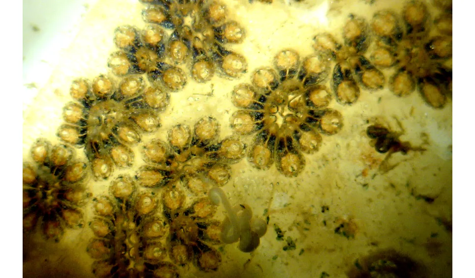 Star ascidian (Botryllus schlosseri) on a Virtue disc. Photo: Mikael Olsson 
