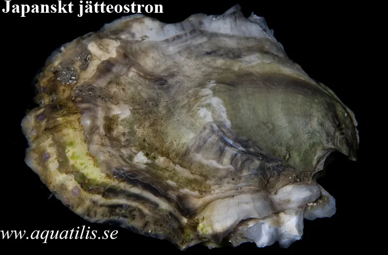 Japanskt jätteostron (Crassostrea gigas)
