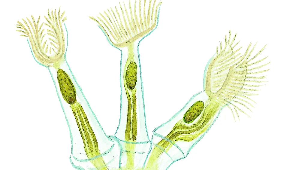 Krypande mossdjurskoloni (detalj) (Cristatella mucedo) Små dyr i sø og å. Gyldendal 2016
