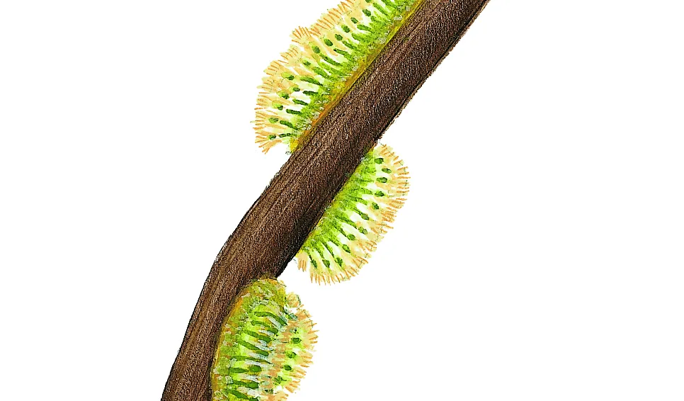 Krypande mossdjurskoloni (Cristatella mucedo) Små dyr i sø og å. Gyldendal 2016