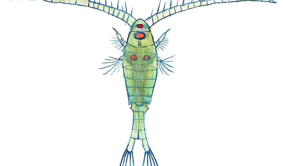 Hoppkräfta.  (Diaptomus sp.) Små dyr i sø og å. Gyldendal 2016