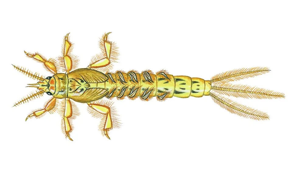 Åsandslända (Ephemera danica). Små dyr i sø og å. Gyldendal 2016