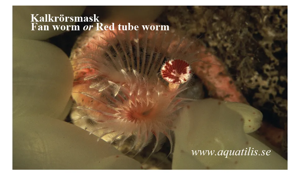 Fan worm or Red tube worm. Kalkrörsmask. Photo: Aquatilis