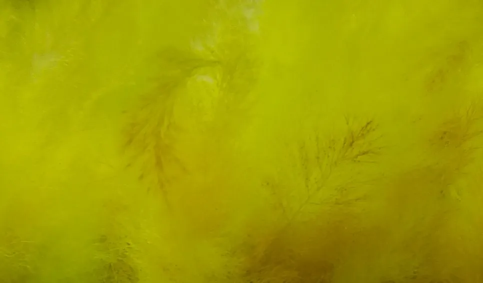 Cladophora rupestris