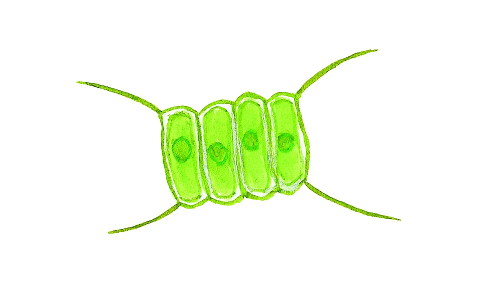 Grönalg.  (Scenedesmus quadricauda) Små dyr i sø og å. Gyldendal 2016