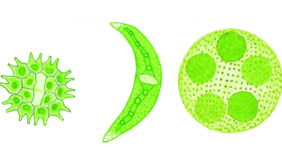 Tandhjulsalg (Pediastrum sp.), Månalg (Closterium sp.), Rullklot (Volvox sp.) Små dyr i sø og å. Gyldendal 2016