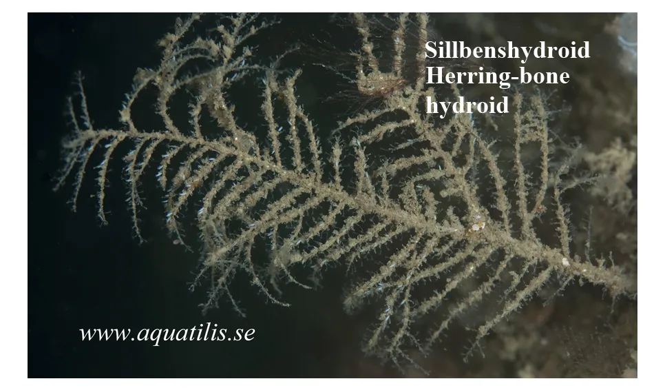 Halecium halecinum Sillbenshydroid. Herring-bone hydroid