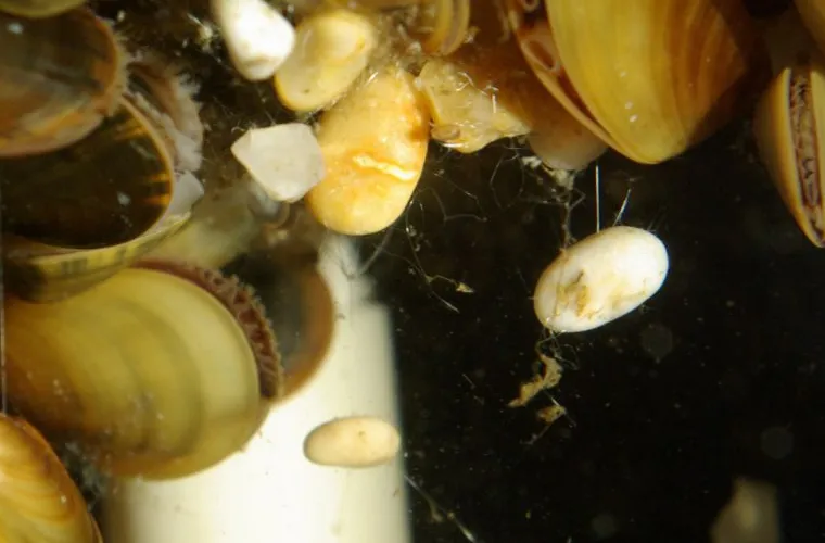 Musslor på virtuerack