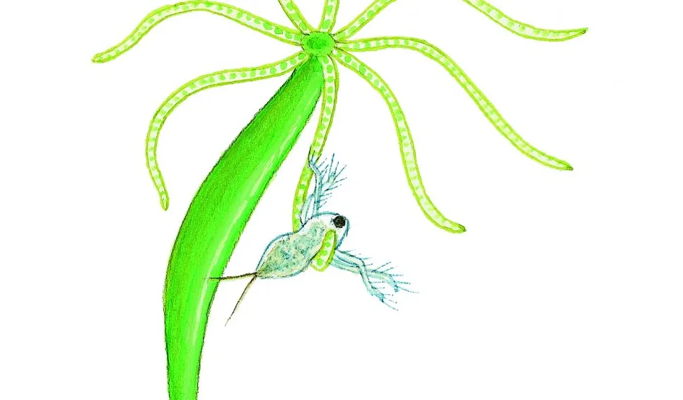 Grön hydra (Hydra viridissima) Små dyr i sø og å. Gyldendal 2016