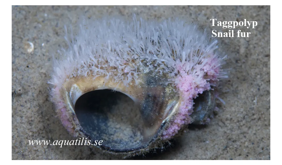 Hydractinea echinata. Snail fur. Taggpolyp. Photo: Aquatilis