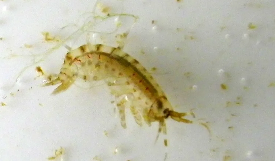 Märlkräfta (Gammarus sp.)