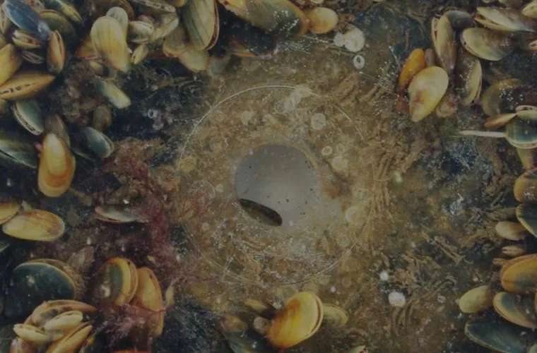 Blåmusslor på virtueskiva