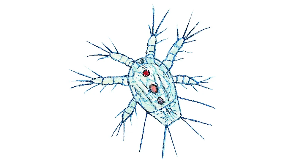 Hoppkräfta. Naupliuslarv. Små dyr i sø og å. Gyldendal 2016