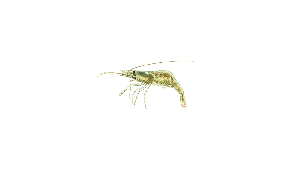Tångräka (Palaemon adspersus)