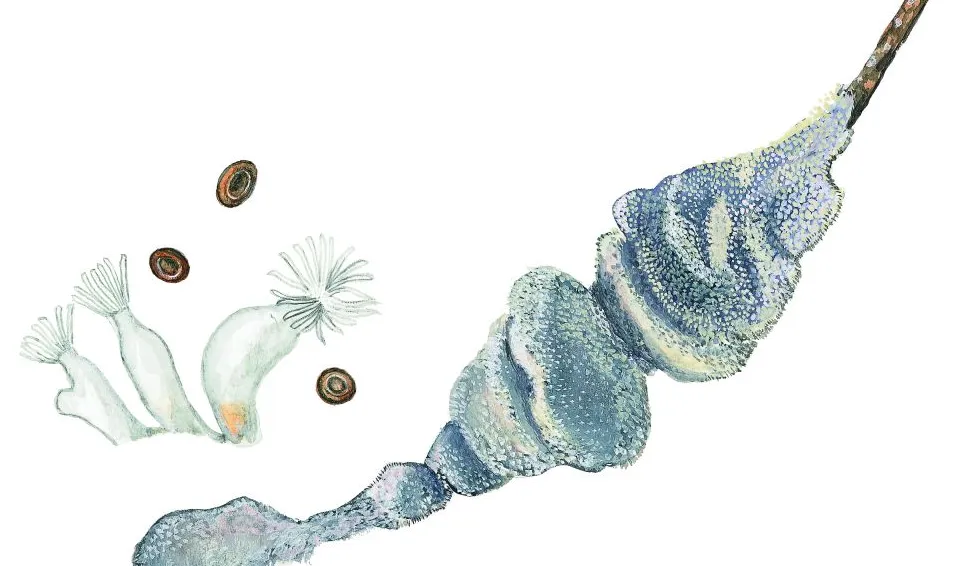 Mossdjurskoloni (Plumatella repens) Små dyr i sø og å. Gyldendal 2016