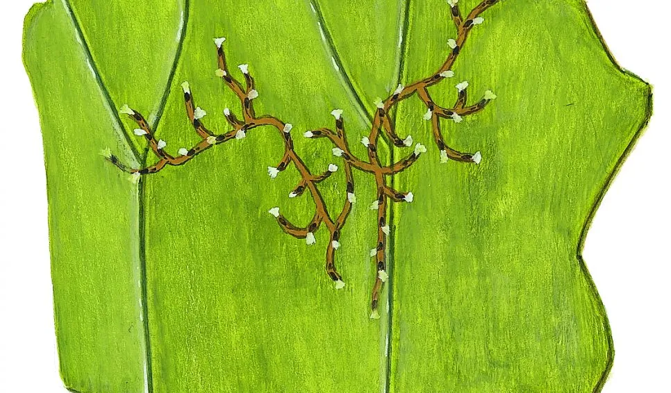 Mossdjurskoloni på näckrosblad (Plumatella repens) Små dyr i sø og å. Gyldendal 2016