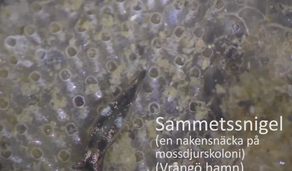 Sammetssnigel (Elysia viridis)