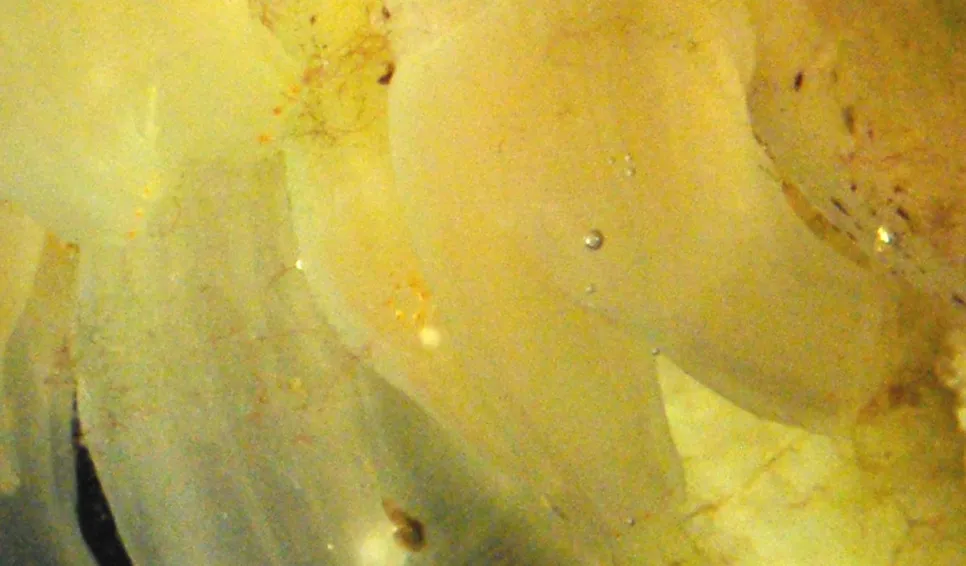 Vase tunicate (Ciona intestinalis) on a Virtue disc. Photo: Mikael Olsson