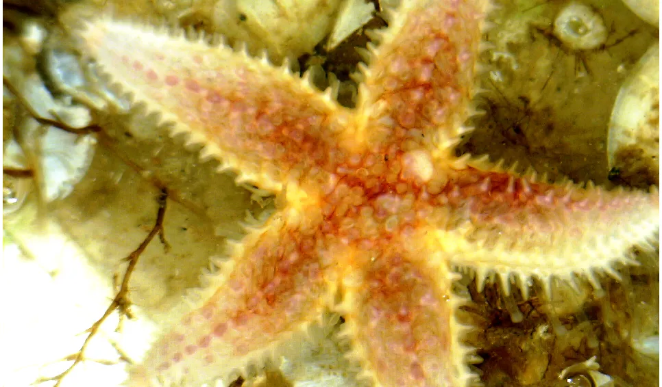 Vanlig sjöstjärna (Asterias rubens)