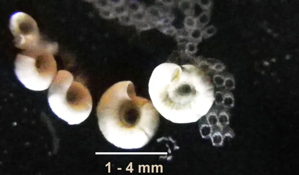 Sinistral spiral tubeworm (Spirorbis borealis)