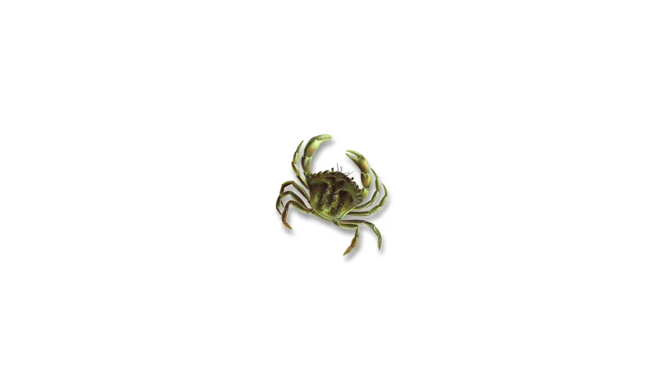Strandkrabba (Carcinus maenas)
