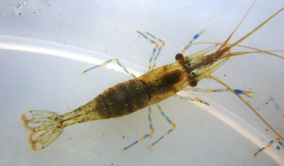 Tångräka (Palaemon sp.)