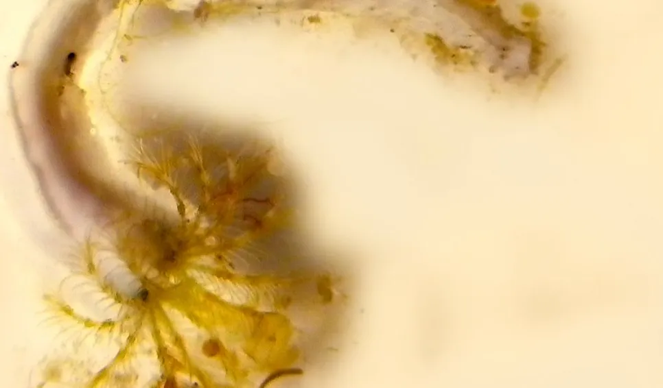 Keel worm (Pomatoceros triqueter) on a VIRTUEdisc. Photo: Mikael Olsson