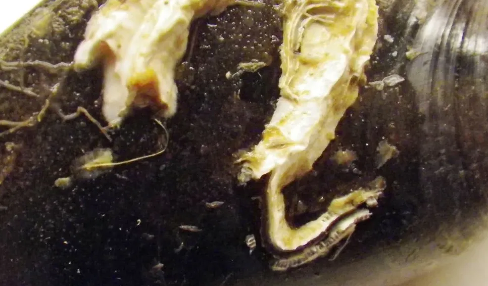 Sinistral spiral tubeworm (Pomatoceros triqueter) on a Blue mussel. Photo: Mikael Olsson 