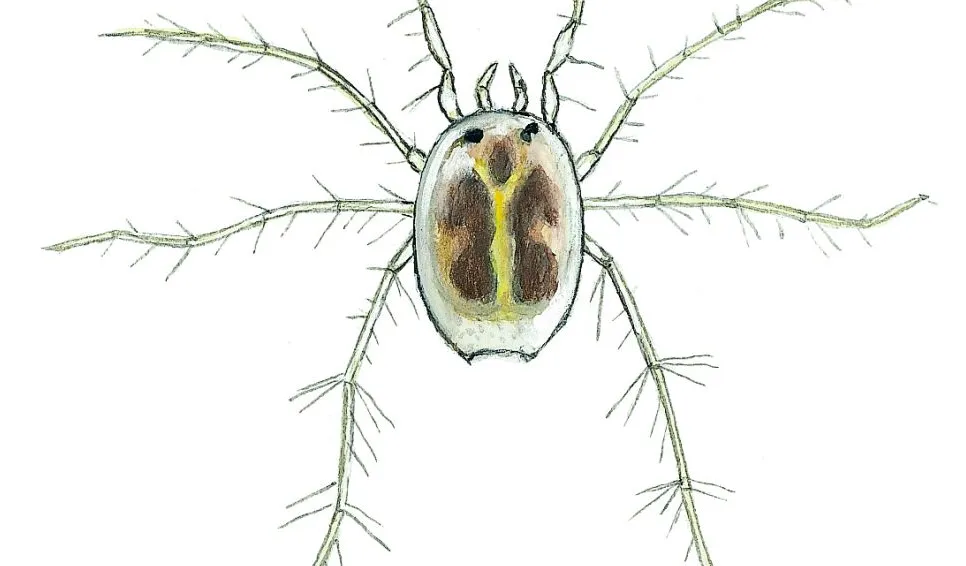Sötvattenskvalster (Unionicola crassipes) Små dyr i sø og å. Gyldendal 2016
