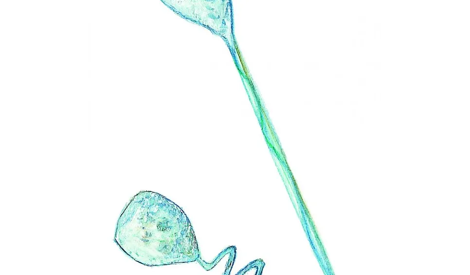 Klockdjur (Vorticella sp.) Små dyr i sø og å. Gyldendal 2016